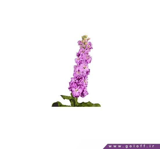 شاخه گل شب بو اینکانا لاوندر - Matthiola | گل آف